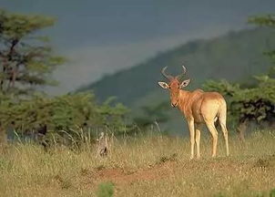 黃喉是牛的哪個(gè)部位，來(lái)自于牛的大血管主動(dòng)脈