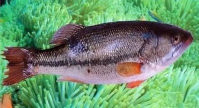 鱸魚是淡水魚還是海魚,不同品種生活水域不同