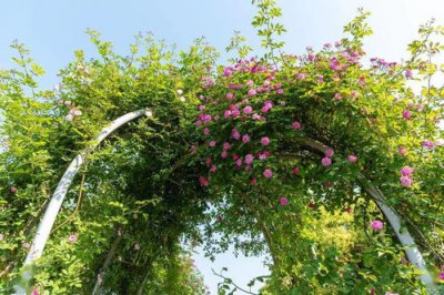 梅子黃時是什么季節,是夏季五月.梅雨季節