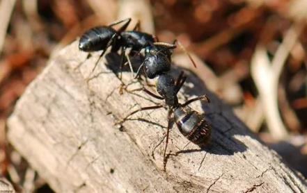 復(fù)活成功的滅絕動物,格蘭斯里瑞斯蟻和百慕大海燕