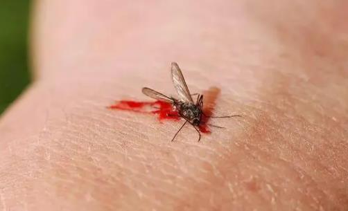 殺了一只蚊子犯法嗎，要看是不是生物學(xué)家培育的絕育蚊