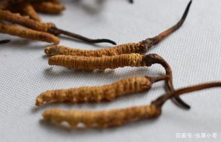 蟲(chóng)草一次吃幾根 ，每次吃2-3根就可以了