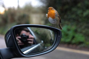 鏡子和相機(jī)哪個(gè)更真實(shí)，還原度高的鏡子略勝一籌