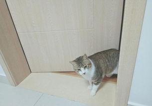 養貓的人容易得什么病，主人長期與貓接觸容易感染貓癬