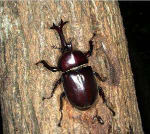 獨角仙多少錢一只,幼蟲5—10元.成蟲40—90元