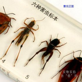 益蟲有哪些昆蟲,包括一切有利于人類生產和生活的昆蟲