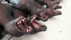 新冠肺炎真正的源頭是蝙蝠嗎，與其體內的冠狀病毒基因序列很相似