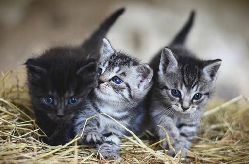 女人夢見貓說明老公有外遇,預示你們的婚姻已進入了厭倦期