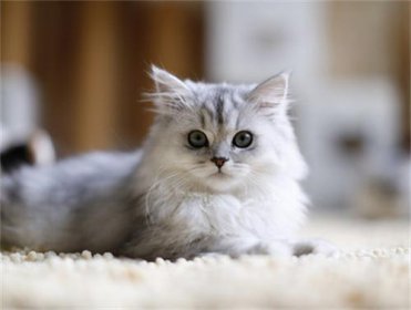 金吉拉貓多少錢一只，一般在2500-5000左右