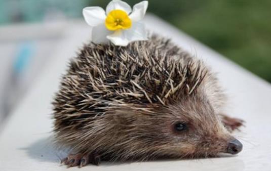 刺猬是雜食動物還是肉食動物,既食草也食肉