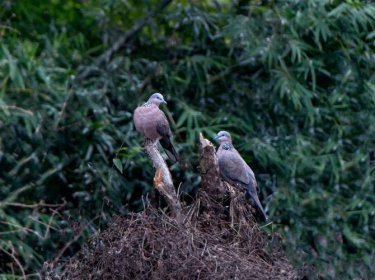 斑鳩是幾級保護(hù)動物,在湖南省被列為三級保護(hù)動物