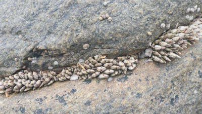 藤壺是什么東西，為什么寄生在海龜上這么惡心