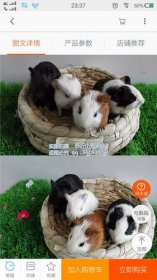 荷蘭豬誰養誰后悔，不會用廁所.到處拉糞便