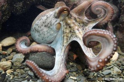 哪個動物沒有心臟，水母和絳蟲都是沒有心臟的動物