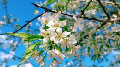 桑榆之年是多少歲,形容一個人到了80至90歲的晚年階段