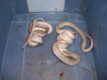 王蛇為什么不怕毒蛇,王蛇具有超強(qiáng)的蛇毒免疫力