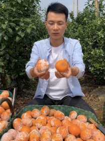 茂谷柑為什么要涂石灰,為了解決高溫和強光造成的柑桔落果