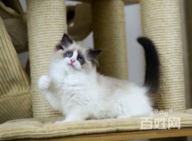 布偶貓哪個色最貴，按照顏色判定的話雙色最貴
