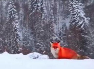 狐貍之窗是真的嗎,從指縫就能看到幽靈不靠譜