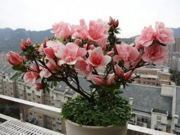 家里為什么不放杜鵑花，因為杜鵑花的葉子含有毒性