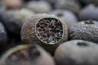 為什么不建議喝小青柑,都是品質低端且銷路不好的普洱