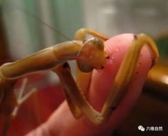 為什么螳螂一沾水就死,都是螳螂體內的鐵線蟲所致