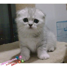 銀漸層貓多少錢一只,非血統(tǒng)證書的銀漸層大概在800至3000元