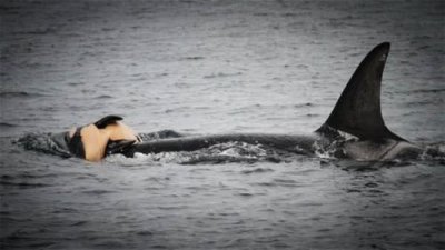 虎鯨為什么對人類友好，人類的體脂非常低.不好吃