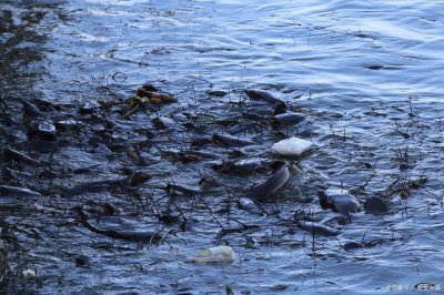 垃圾魚為什么會死，沒有青苔會導致清道夫餓死