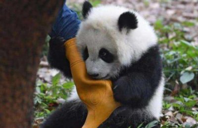 熊貓為什么是國寶,大熊貓的地位已經(jīng)被政治化了