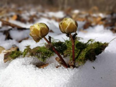 冰凌花是保護植物嗎，被列為吉林省第二類保護植物了