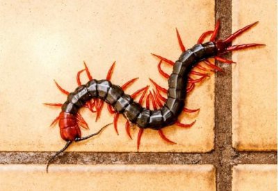 10000米長的蜈蚣,世界上最大的蜈蚣長度可達1米