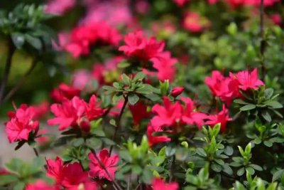 杜鵑花為什么是禁花,因?yàn)辄S色和白色的杜鵑花具有毒性