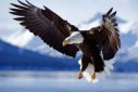 美國的國寶是什么動物，為什么是白頭海雕