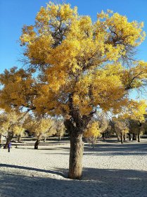 沙漠英雄樹是什么樹,胡楊能適應極端干旱的生存環境