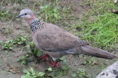 斑鳩是幾級保護動物，是被列為國家三級保護動物的