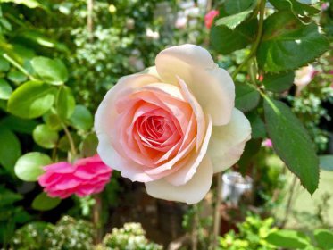 美國的國花是什么花,1985年玫瑰花被參議院選定為國花