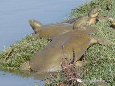 中國上僅剩一只的動物是什么,斑鱉全球僅剩三只