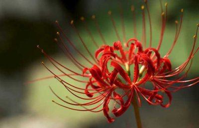 代表黑暗和絕望的花是什么花，彼岸花是黃泉路上的花