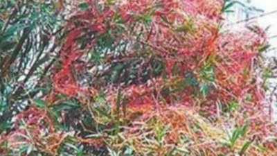 世界上有沒有吸血樹,人一旦接觸到它就會被吸光血液