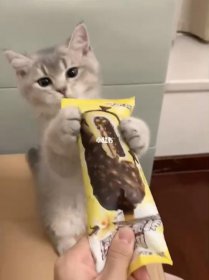 貓咪可以吃雪糕嗎,貓咪乳糖不耐受會拉肚子