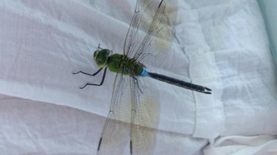 蜻蜓咬人有毒嗎,這種溫和的蟲子一般不含毒素