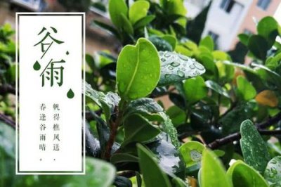 雨生百谷說的是哪個節氣,指的是降水量多的谷雨時節