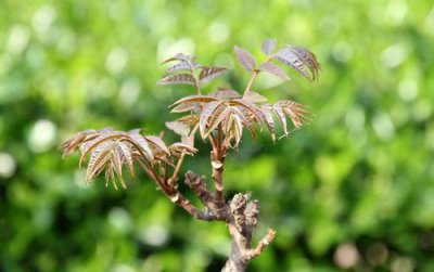雨前椿芽嫩如絲說的是哪個節氣,谷雨上市的香椿特別鮮嫩