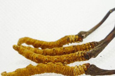 蟲草泡水有什么功效,能提高人體的耐寒能力