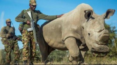 全球僅剩一只的動(dòng)物是什么，北部白犀牛數(shù)量不容樂觀