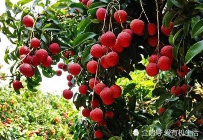 荔枝什么時(shí)候成熟季節(jié)，晚熟品種在6至7月份的時(shí)候成熟