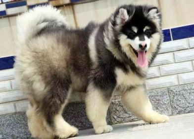 阿拉斯加犬多少錢一只,便宜的只需要1000元左右