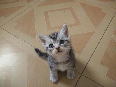 美短貓多少錢一只,賽季的需要8000至12000元