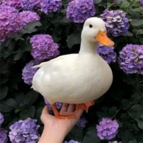 柯爾鴨多少錢一只，極品的鴨子一只都不止10000元